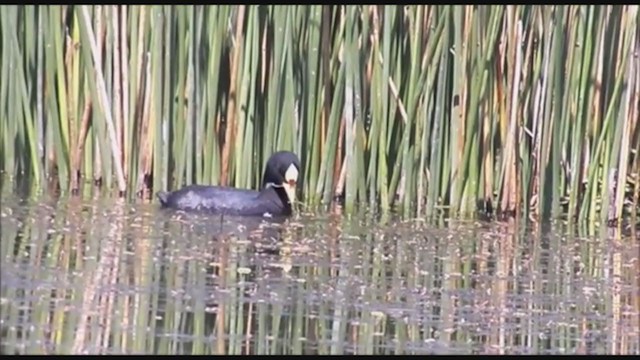 Red-gartered Coot - ML223463381