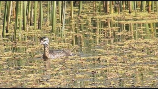 ミミジロカイツブリ - ML223463391