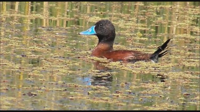 Lake Duck - ML223463411