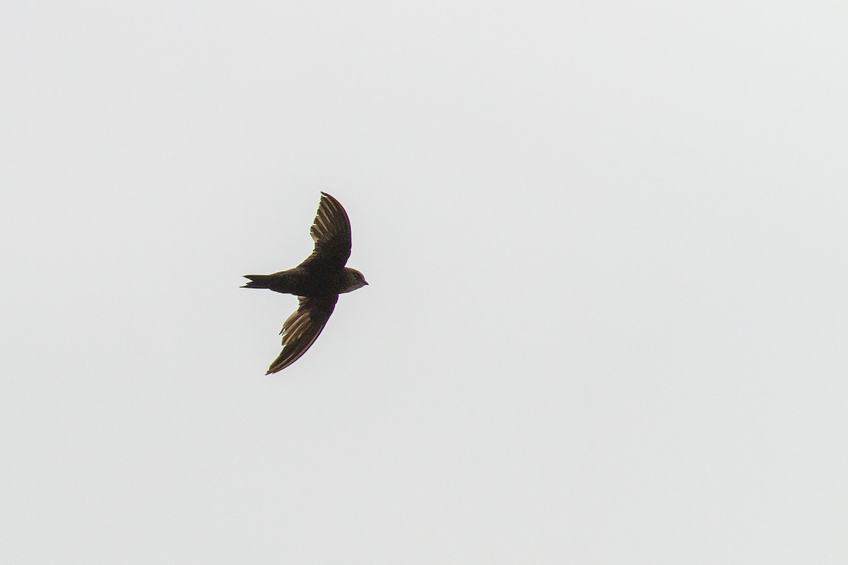 Horus Swift (Brown-rumped) - Niall D Perrins