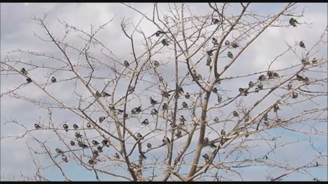 Chilean Swallow - ML223463831