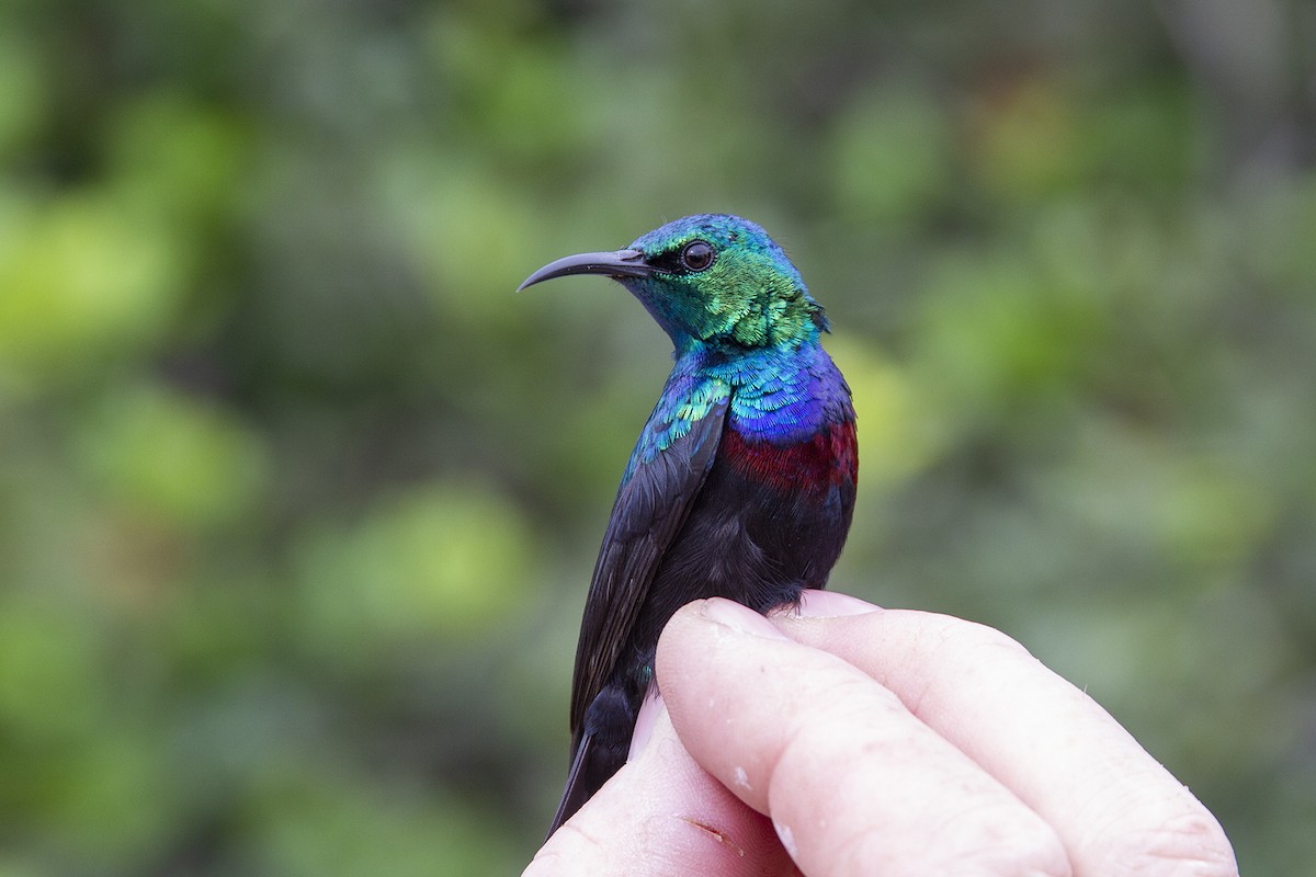 Purple-banded Sunbird - Niall D Perrins