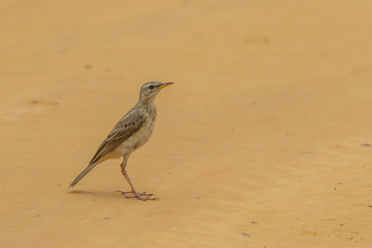 Pipit à longues pattes - ML223463931