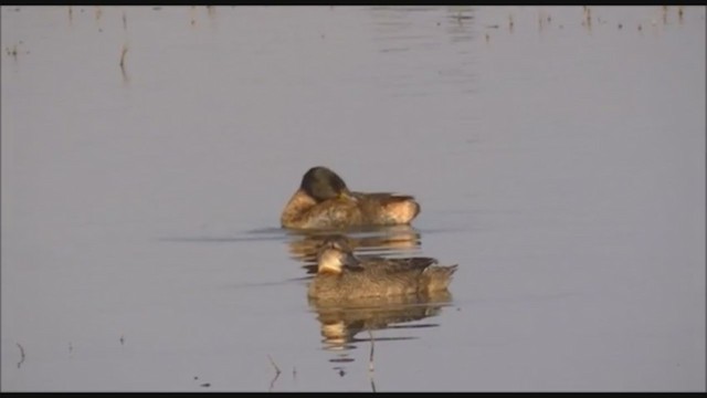 Black-headed Duck - ML223464151