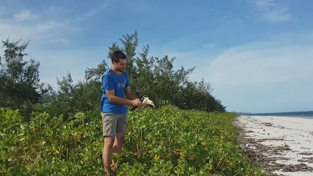 שחף שחור בלטי - ML223464391