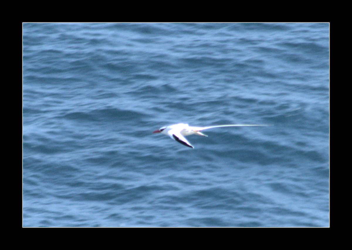 Red-billed Tropicbird - ML223464591