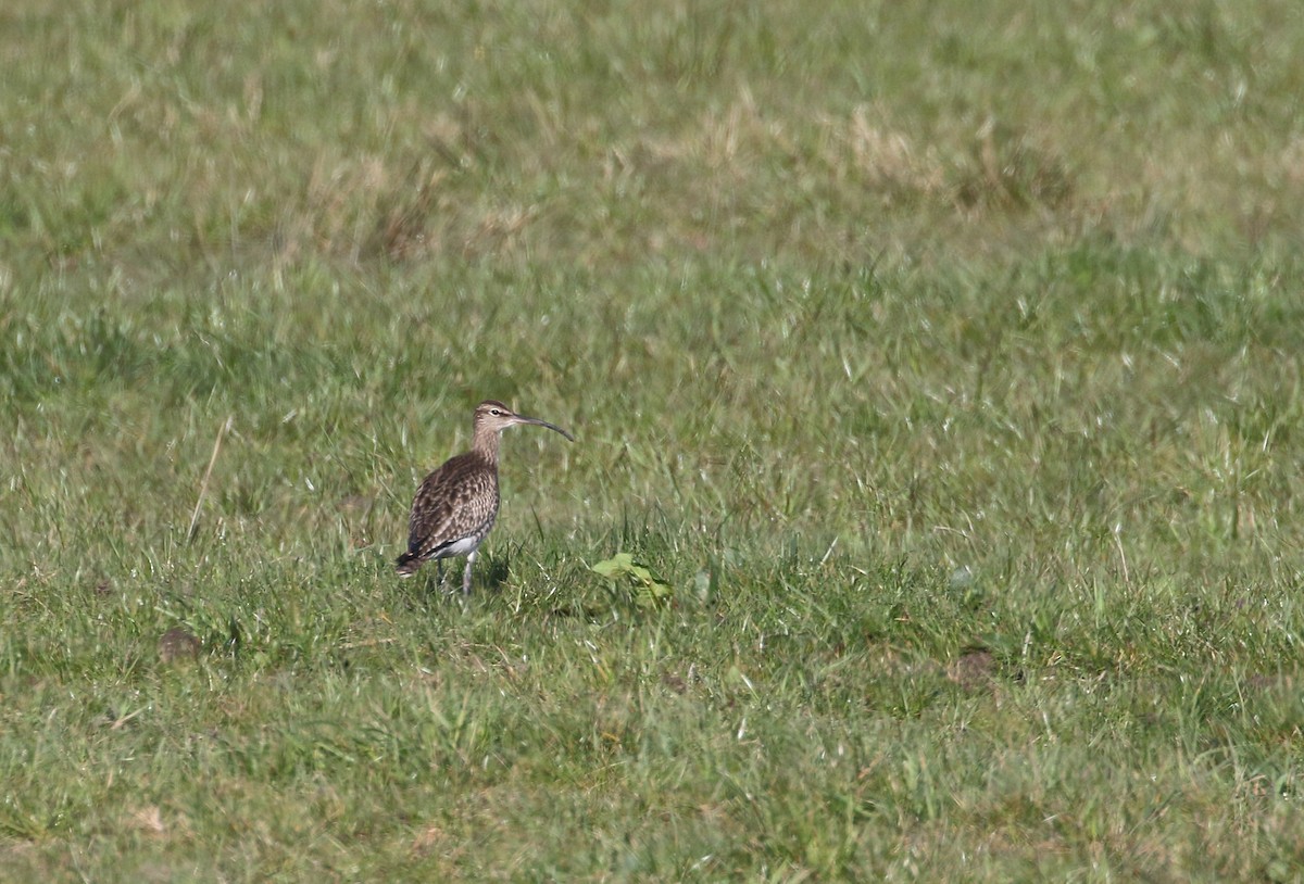 Regenbrachvogel (phaeopus) - ML223465111