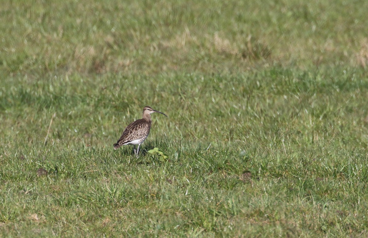 Whimbrel (European) - ML223465151