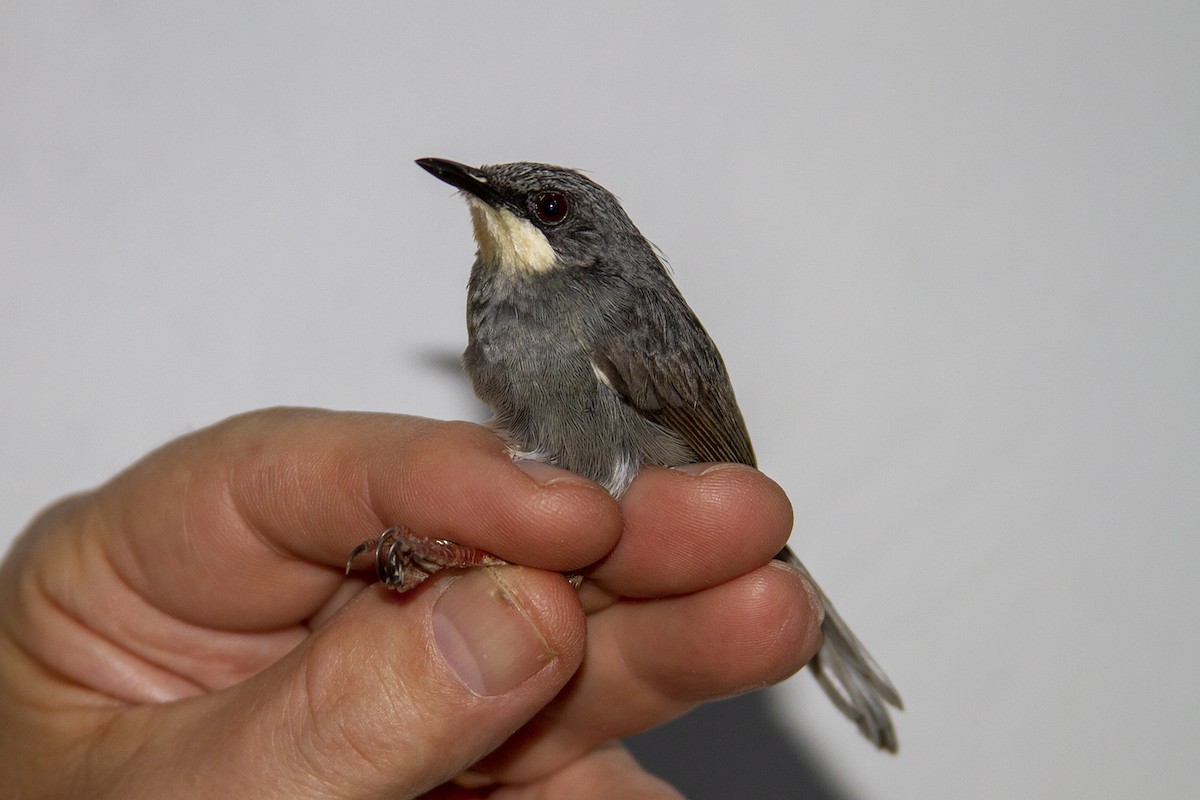 White-chinned Prinia - Niall D Perrins