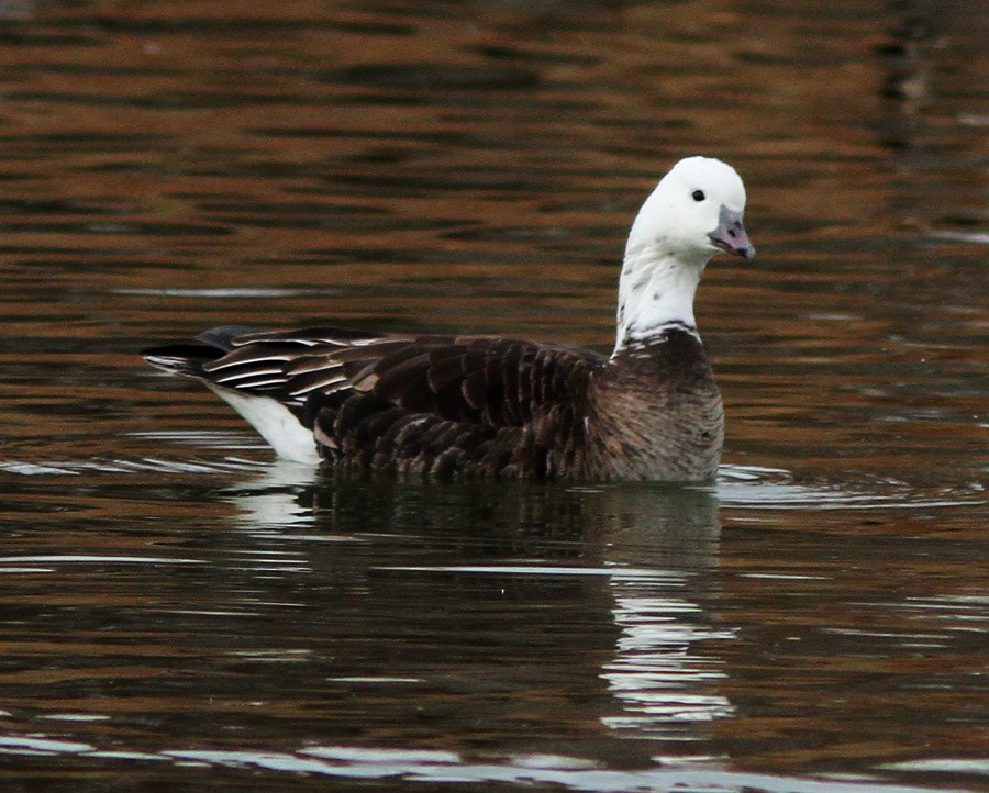 Snow/Ross's x Cackling/Canada Goose (hybrid) - ML22346621