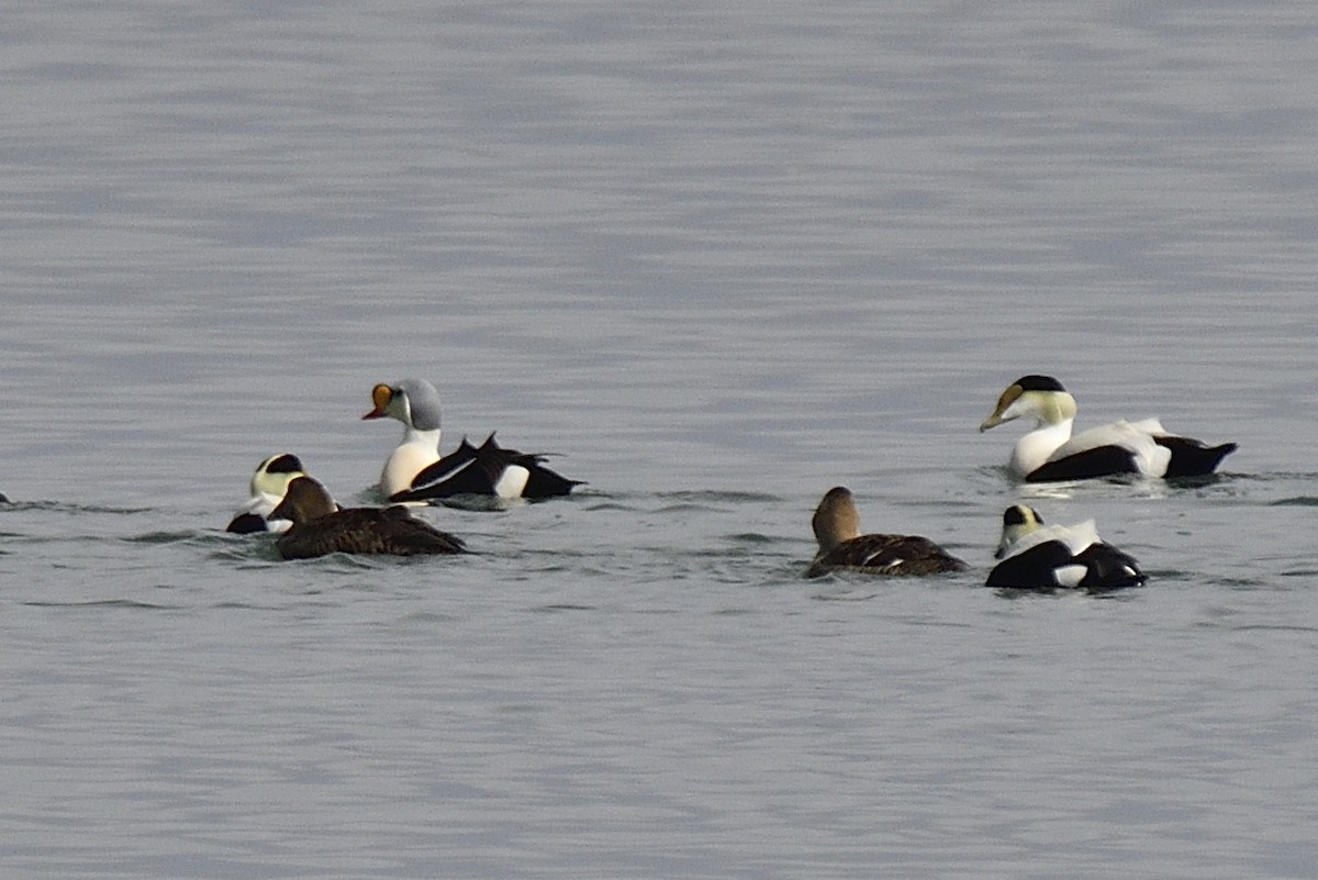 King Eider - ML223466241