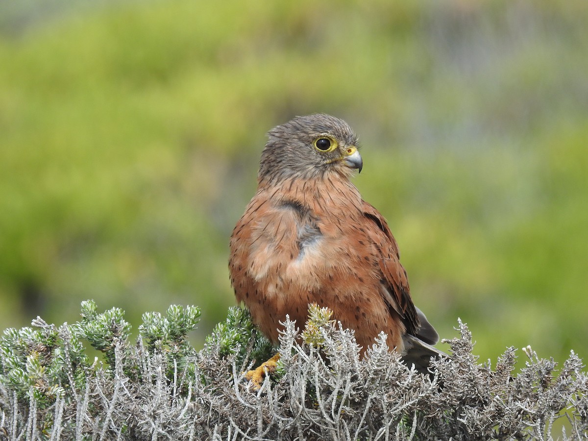 Rock Kestrel - ML223466501