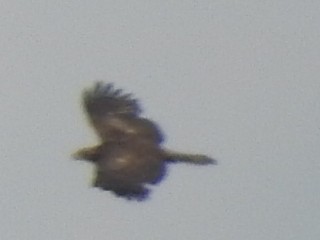 eagle sp. - ML223467361