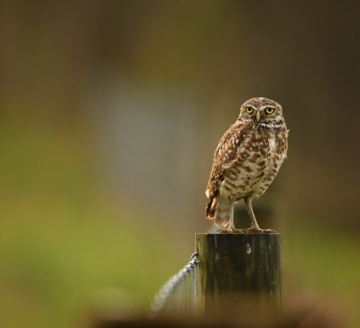 Burrowing Owl - ML223467791