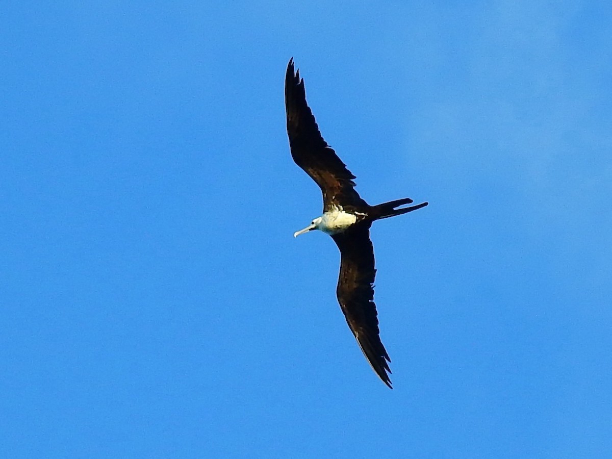 Magnificent Frigatebird - Lee Jones