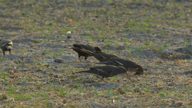 Red-billed Buffalo-Weaver - ML223468041