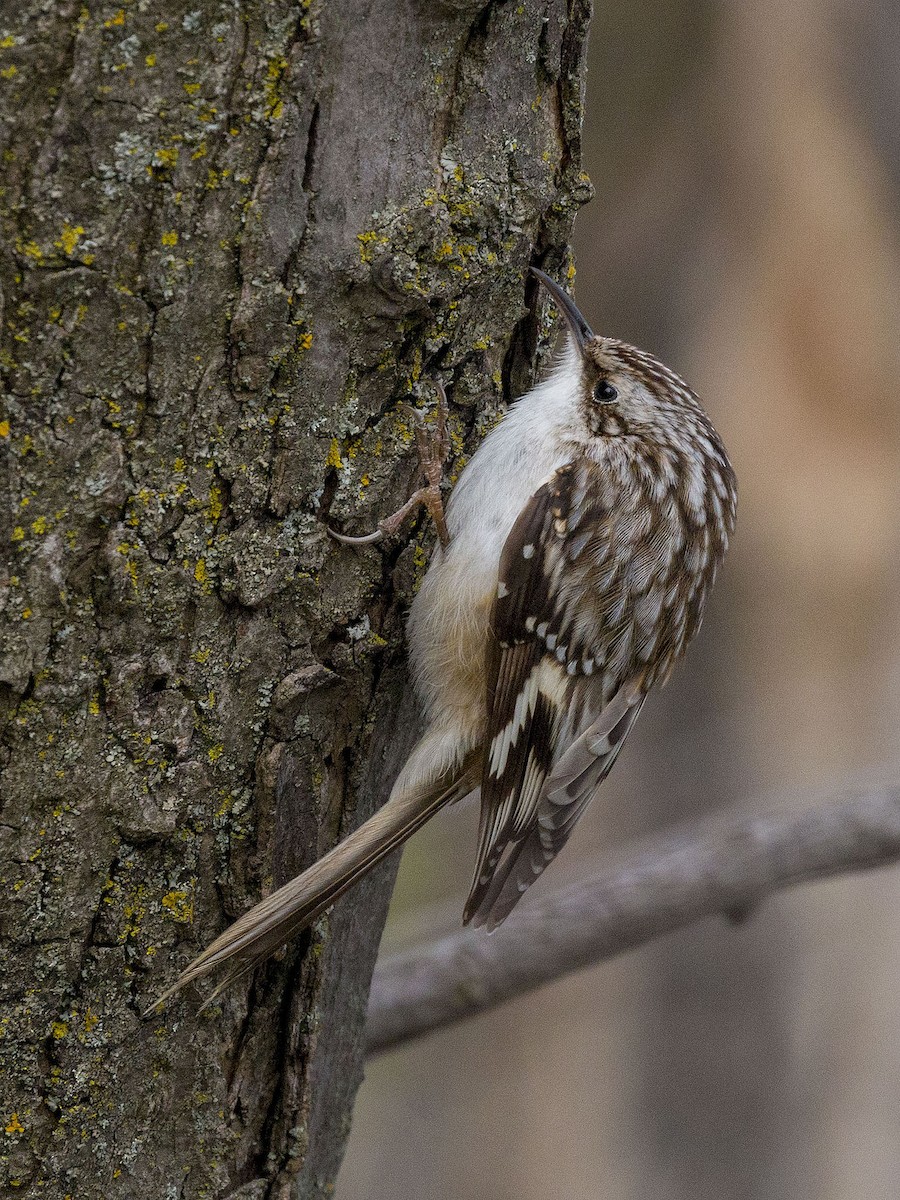 Brown Creeper - ML223468261