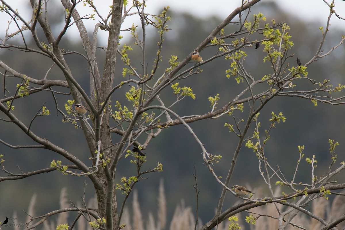 Whinchat - ML223468561