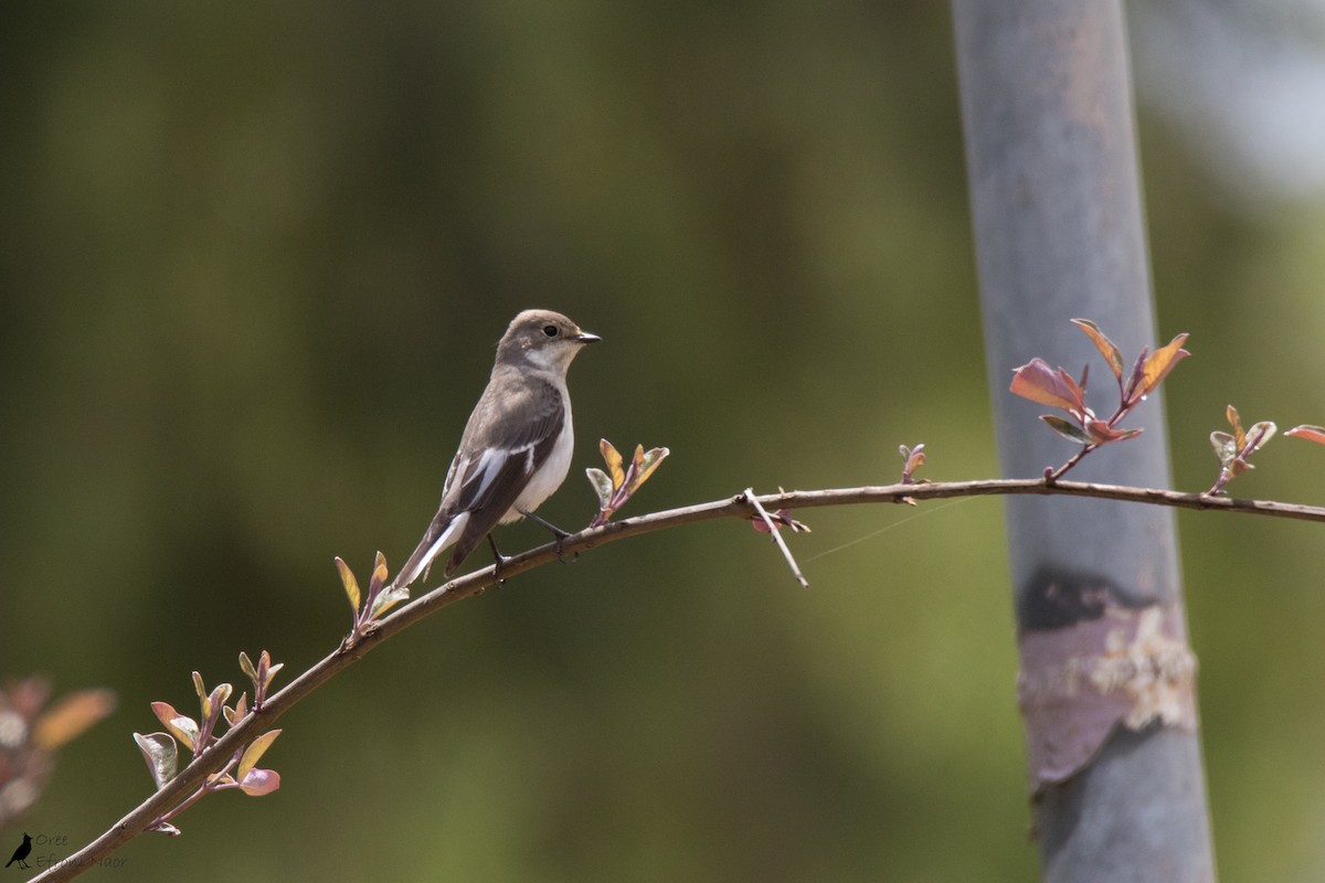 Collared Flycatcher - ML223468611