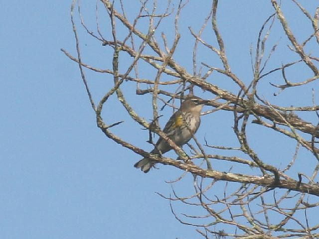 Yellow-rumped Warbler - Roy E. Peterson