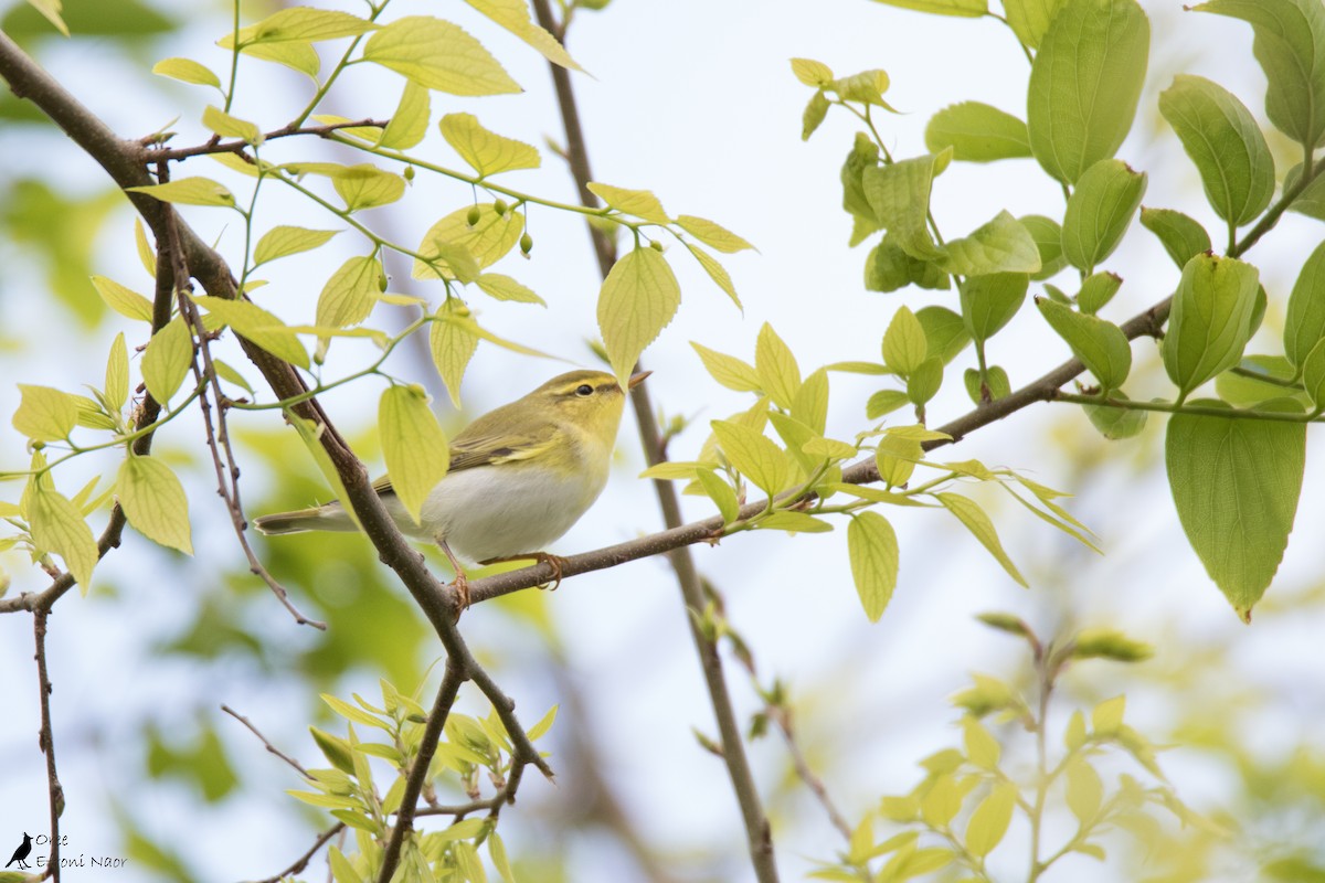 Тарчигнаа дууч шувуу - ML223468821