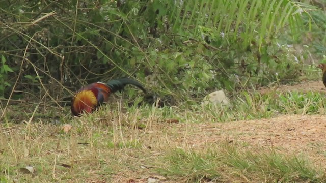 Red Junglefowl (Domestic type) - ML223468871