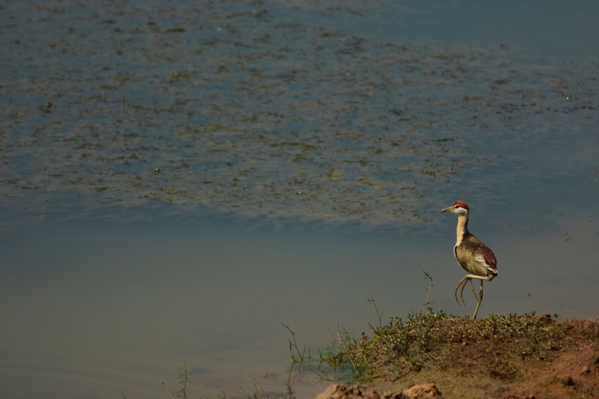 Bronze-winged Jacana - pradeep Rana