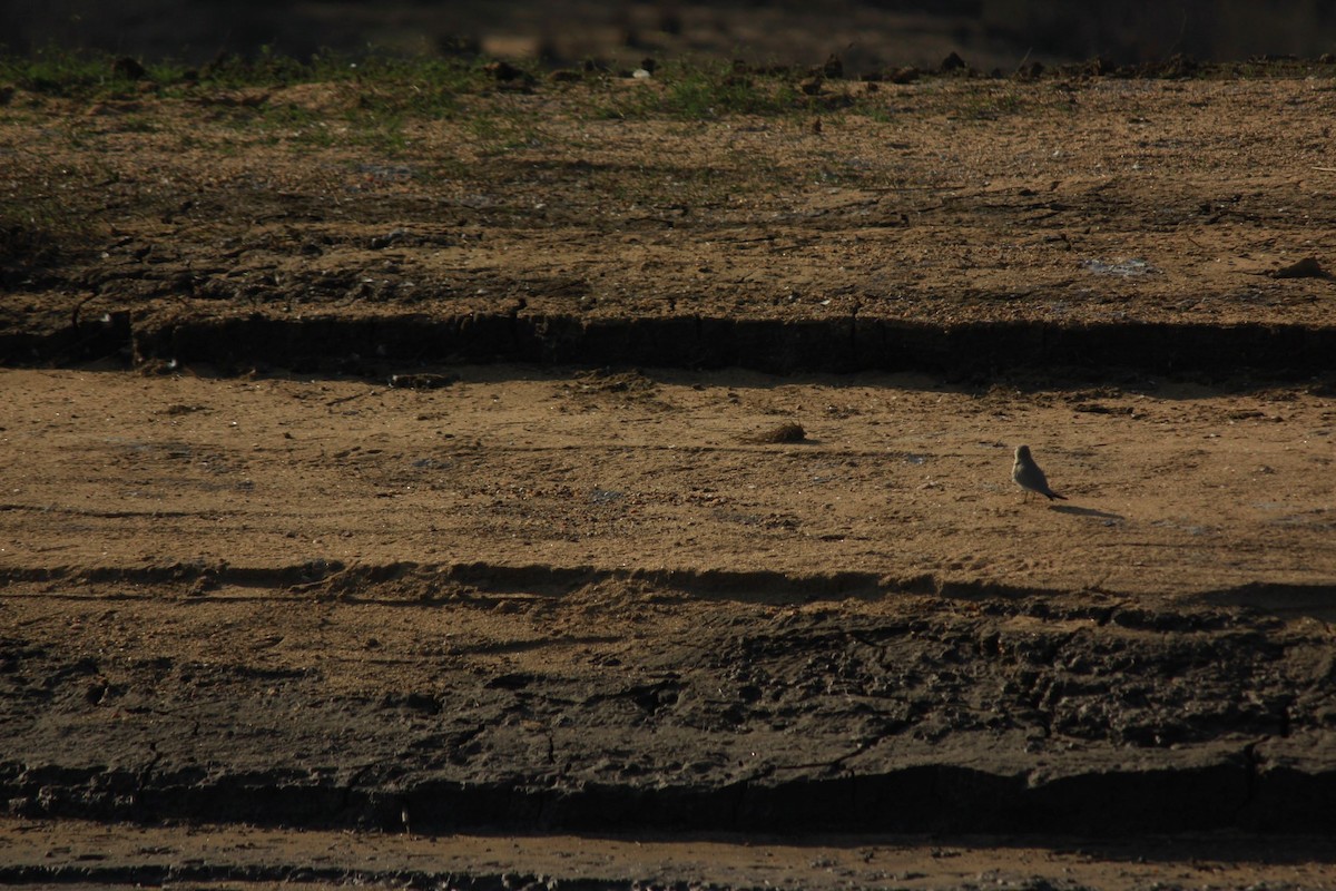 Small Pratincole - ML223469241