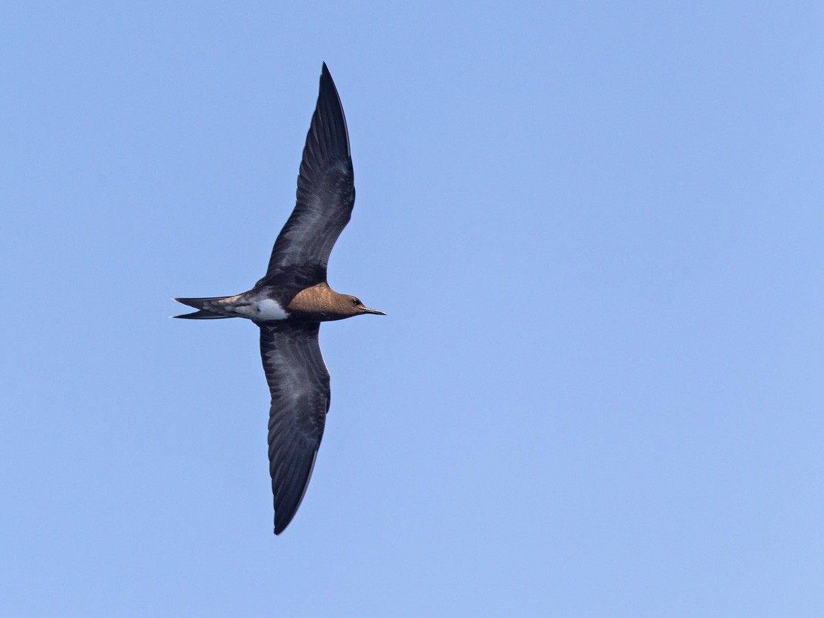 Sooty Tern - Niall D Perrins