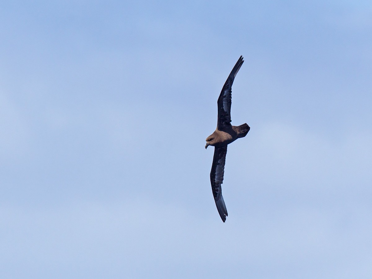 Great-winged Petrel - ML223470061