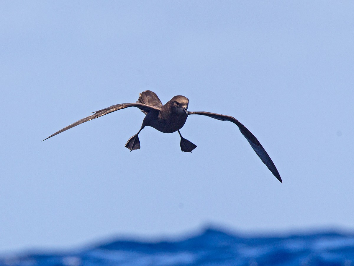 Great-winged Petrel - ML223470221