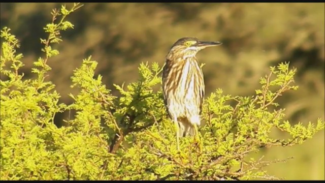 Striated Heron - ML223470321