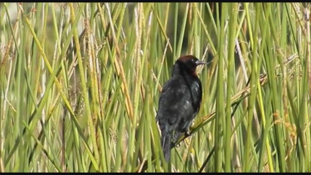 Chestnut-capped Blackbird - ML223470431