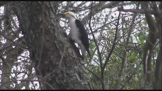 White Woodpecker - ML223470611