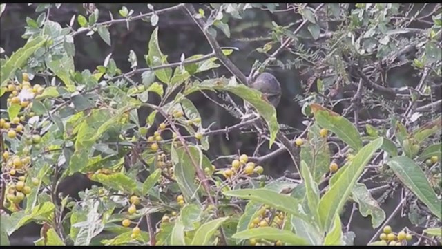 Pearly-vented Tody-Tyrant - ML223470651