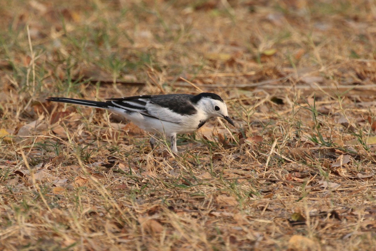 White Wagtail - Charley Hesse TROPICAL BIRDING