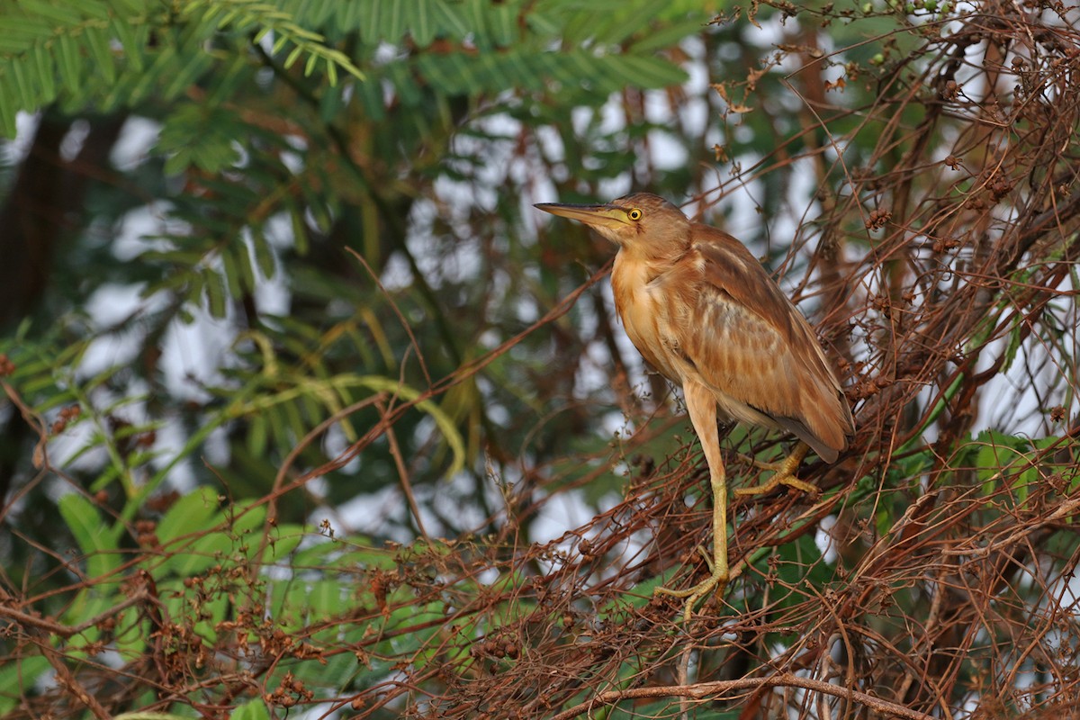 Yellow Bittern - Charley Hesse TROPICAL BIRDING