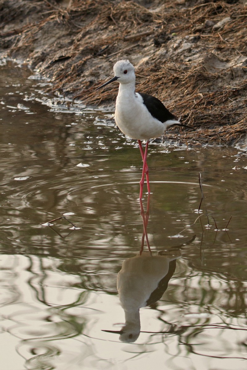 Échasse blanche - ML223471021