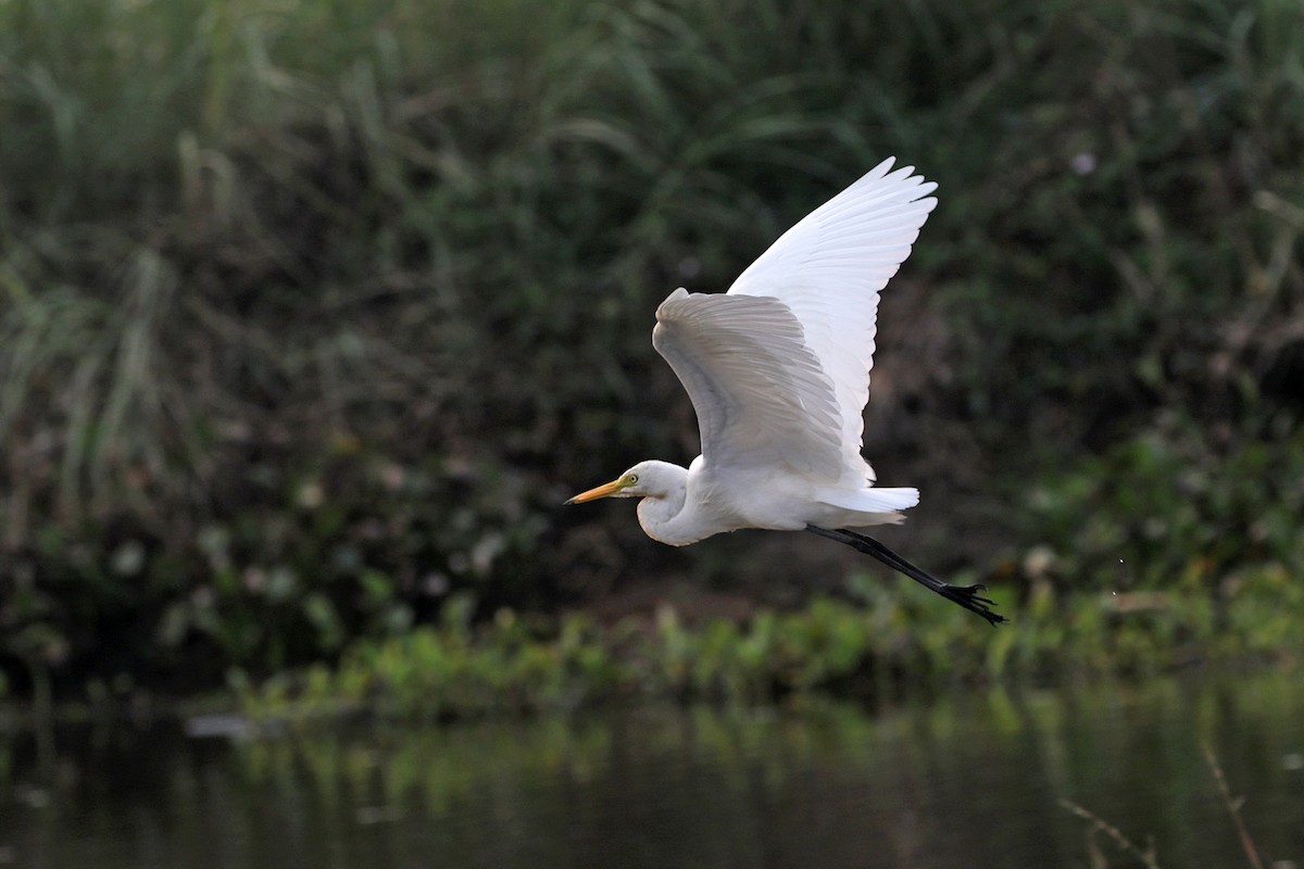 Medium Egret - Charley Hesse TROPICAL BIRDING