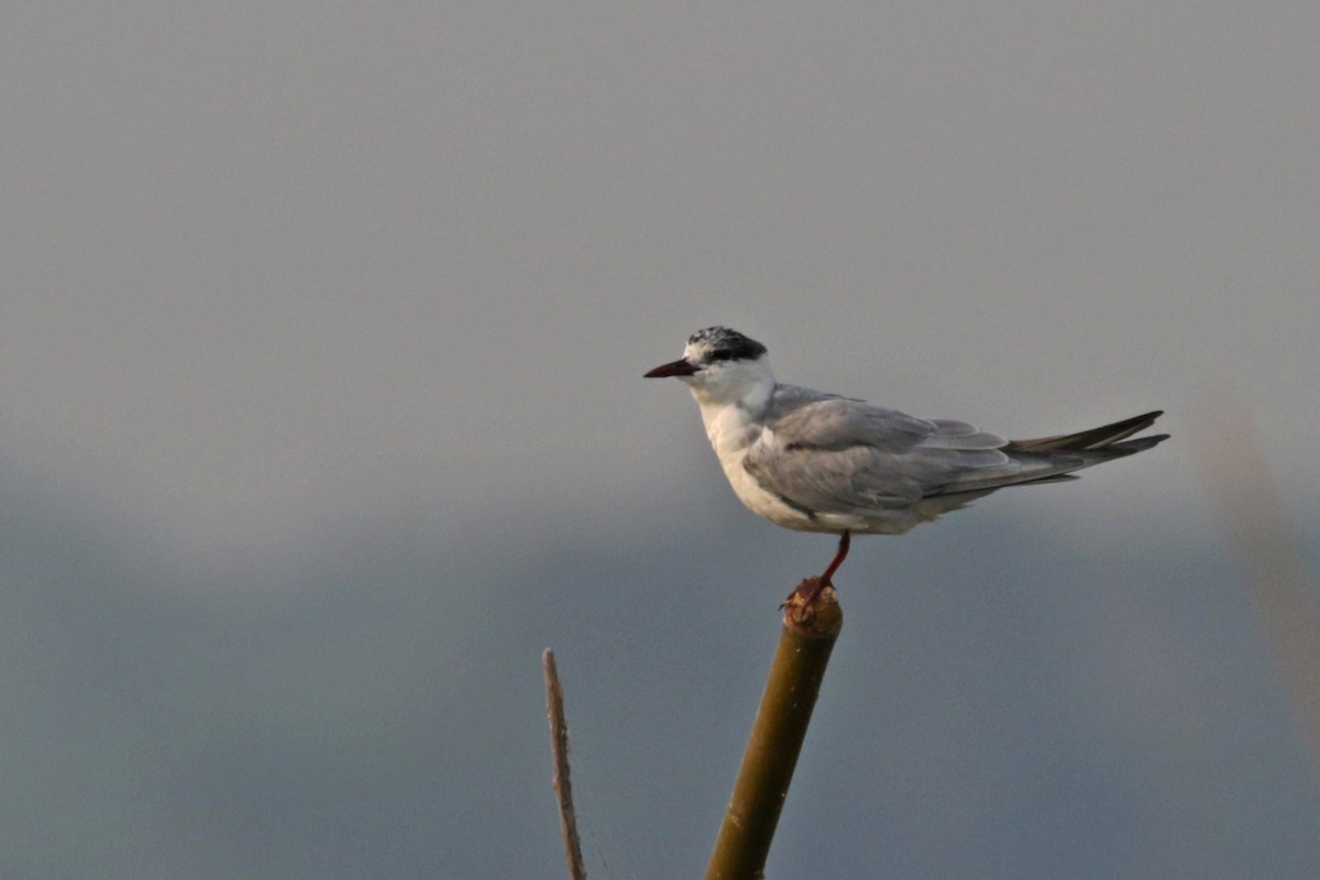 Whiskered Tern - Charley Hesse TROPICAL BIRDING