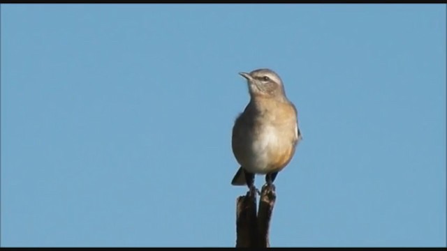 White-banded Mockingbird - ML223471201