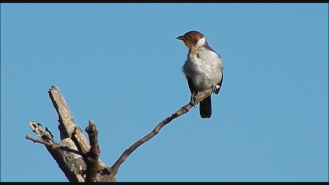 キバシコウカンチョウ - ML223471221