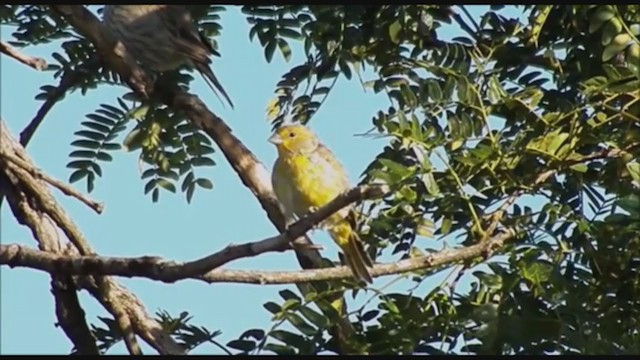 Grassland Yellow-Finch - ML223471271