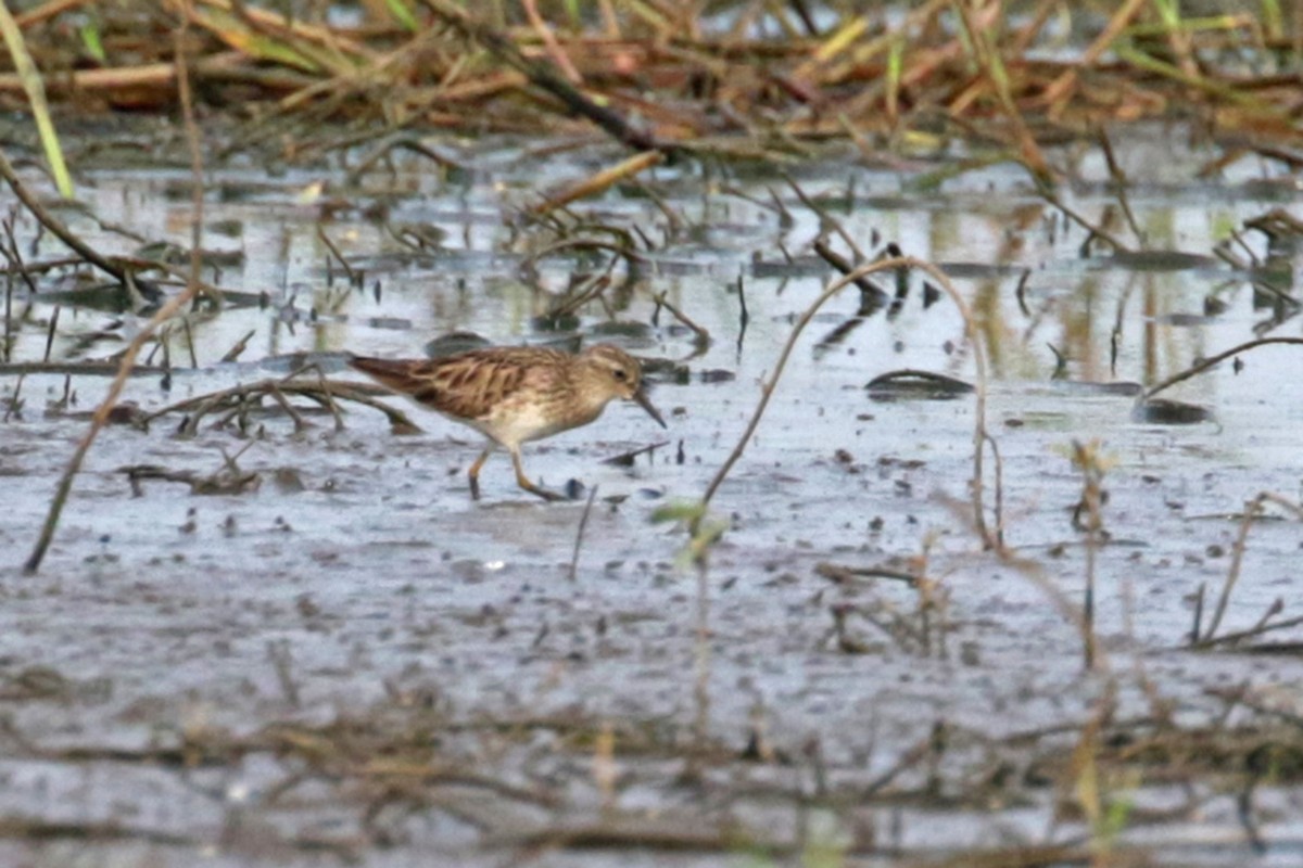 Long-toed Stint - ML223471311