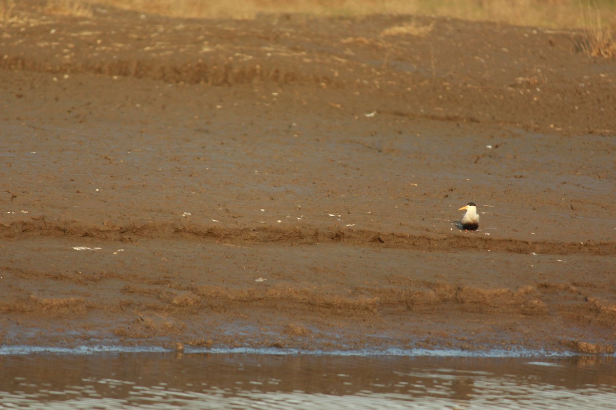 Black-bellied Tern - ML223471341