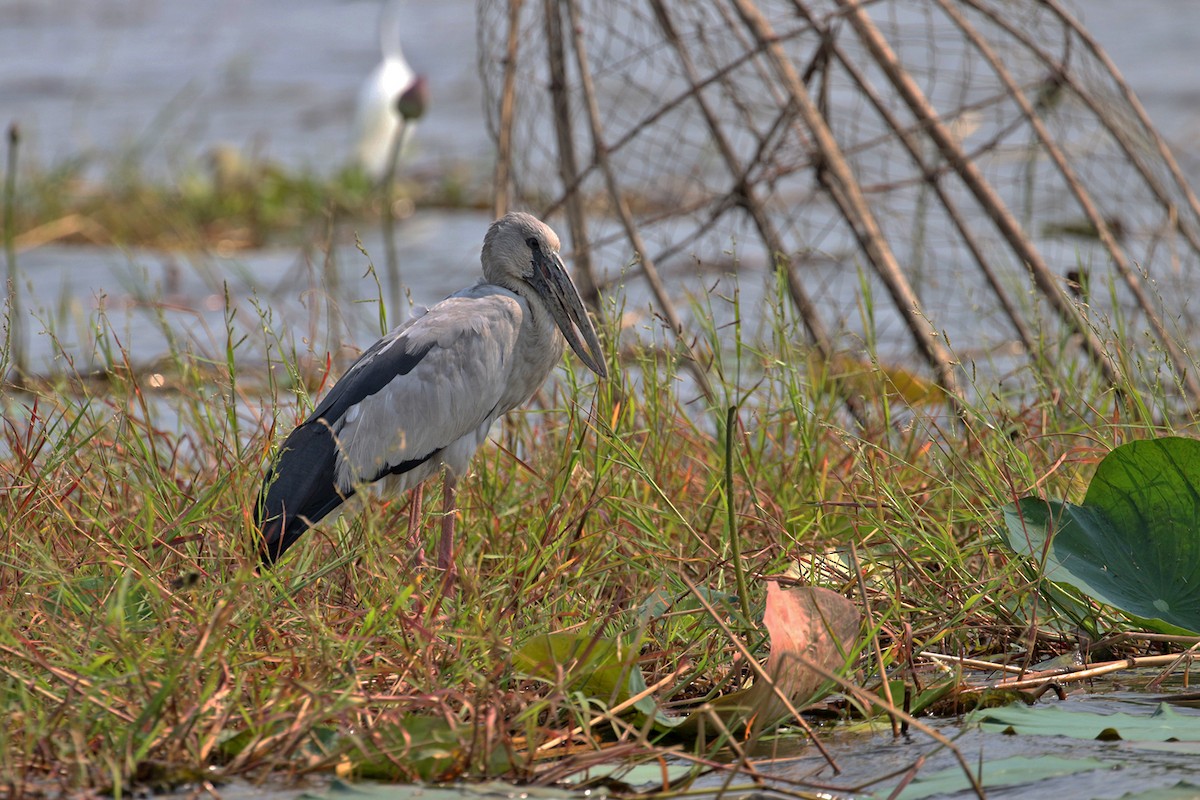 Asian Openbill - Charley Hesse TROPICAL BIRDING