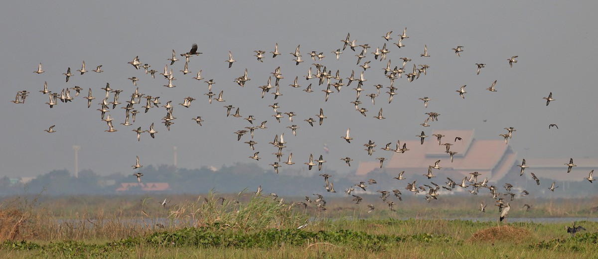 Garganey - ML223471361