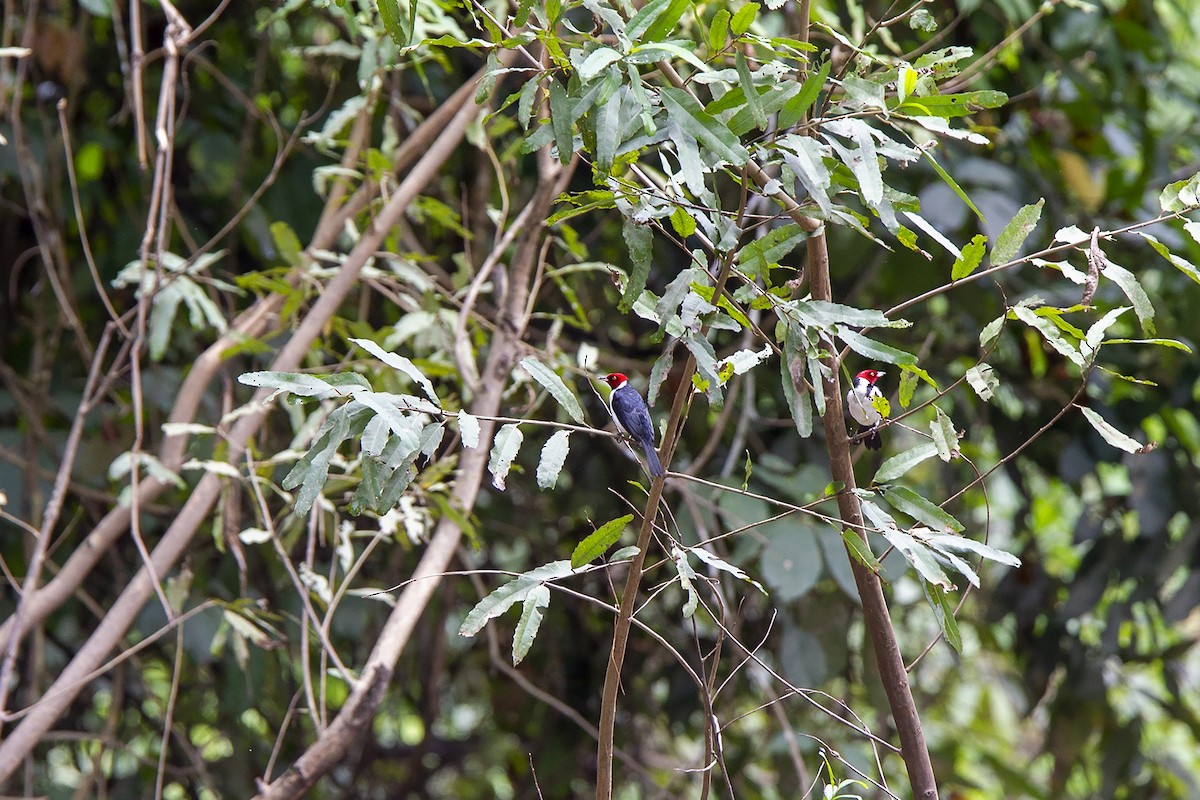 Red-capped Cardinal - Niall D Perrins