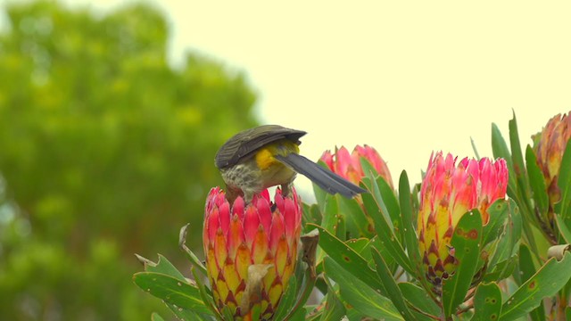 cukernatka kapská - ML223471691