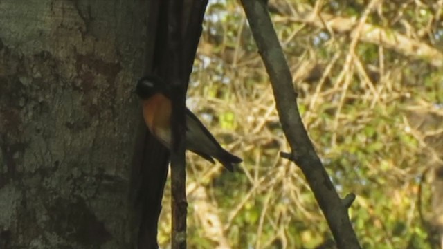 Mugimaki Flycatcher - ML223474001